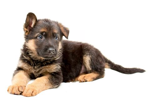 #1 | German Shepherd Puppies For Sale in Midland TX