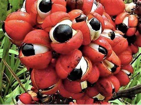 The Guarana plant, native to South America, looks like a bunch of large eyes : r/rickandmorty