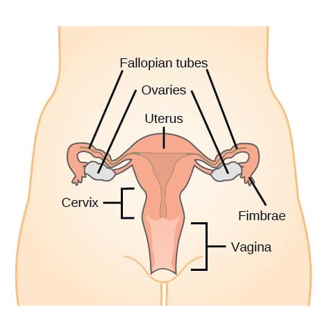 Animal Reproductive Structures and Functions | Organismal Biology