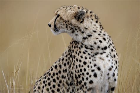 cheetah, Wild, Cat Wallpapers HD / Desktop and Mobile Backgrounds