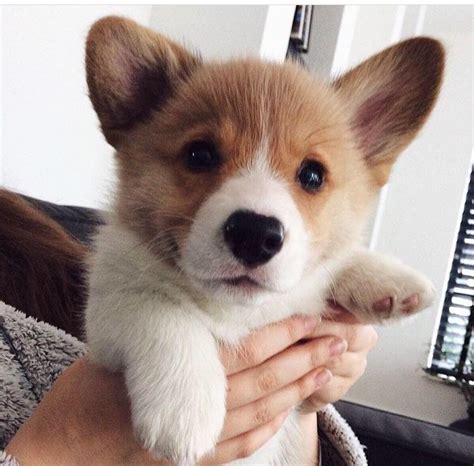 corgo puppo : r/aww