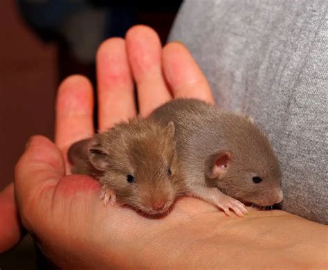 Are Rats Good Pets? - The Rat Place