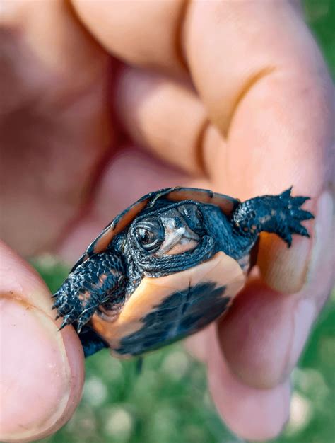 🔥If we're into tiny turtles, here's a baby spotted turtle I found last week. : r/NatureIsFuckingLit