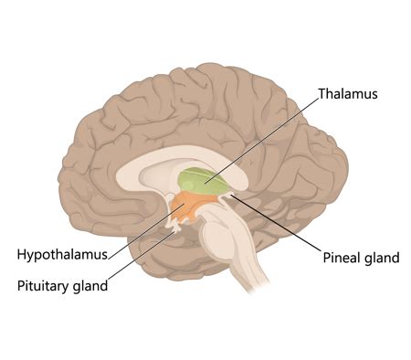 The thalamus and hypothalamus comprise the _____. | Homework.Study.com