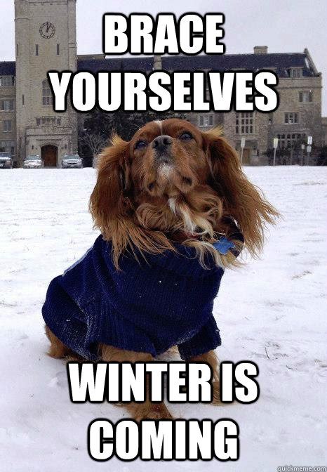 Brace yourselves Winter is coming - Winter is coming dog - quickmeme