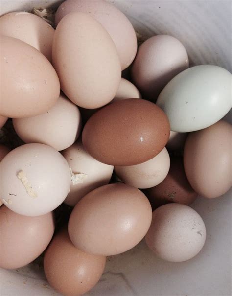 Eggs-green-brown-farm-light brown-heritage breed chickens-country | Farm light, Heritage chicken ...