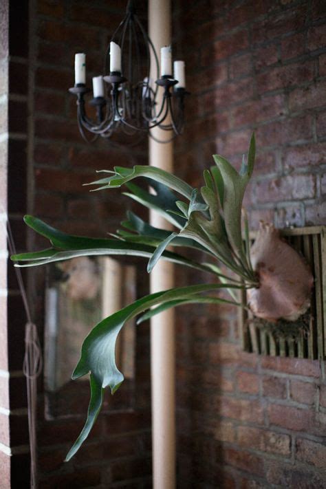 19 Stag horn plants ideas in 2021 | plants, staghorn fern, planting flowers