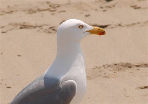 Larus argentatus (Laridae) image 12591 at PlantSystematics.org