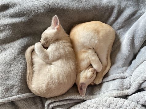 my kittens sleeping in this adorable position : r/aww