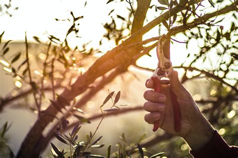 When (And How) To Prune Olive Trees | Horticulture.co.uk