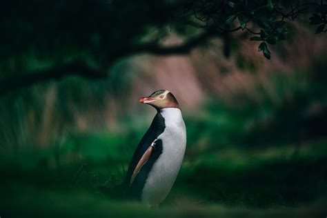 Otago Peninsula Wildlife Tour - Distant Journeys