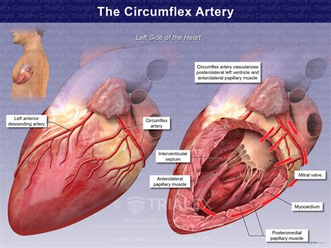 The Circumflex Artery - TrialQuest Inc.