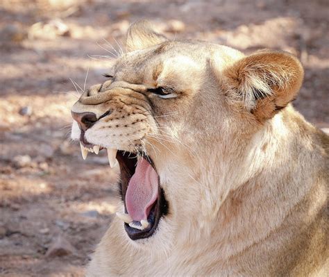 Roar Of The Lioness Photograph by Athena Mckinzie - Pixels