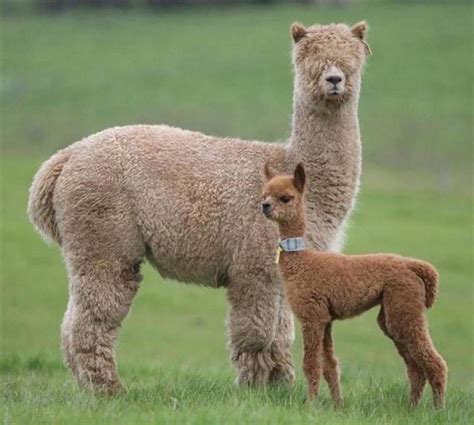 La vicuña del Perú, la lana más fina del mundo: Baby Vicuñas und andere kleine Andentiere mit ...