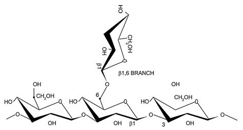 IJMS | Free Full-Text | Clinical and Physiological Perspectives of β-Glucans: The Past, Present ...