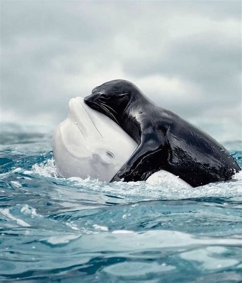 whale pictures and jokes / funny pictures & best jokes: comics, images ...