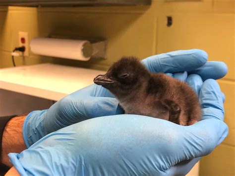 Baby blue penguin chicks born at Cincinnati Zoo | WKRC