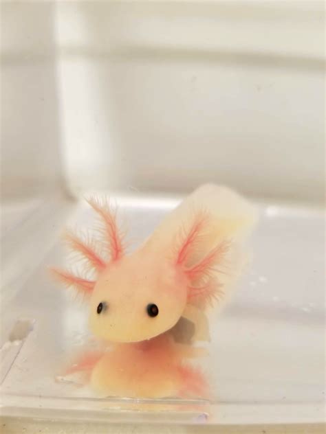 Clean Pink Lucy/Leucistic Axolotl #1 – Ivy's Axolotls - Quality Pet ...