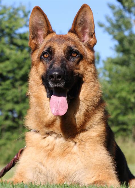 German Shepherd As A Guard Dog - shepherd