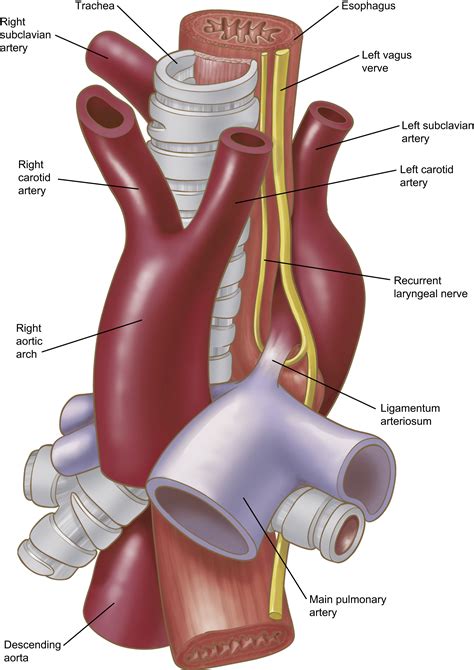 Anatomy of the Thoracic Aorta and of Its Branches - Thoracic Surgery Clinics