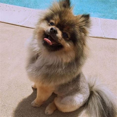 14 Best Pomeranian Lion Cut Pictures - The Paws