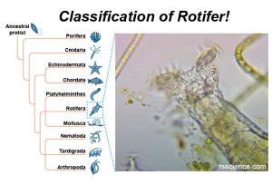 Facts about Rotifers – Amazing Microscopic Animals under the Microscope