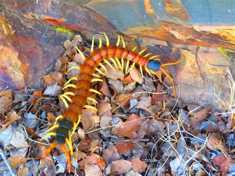 Giant Desert Centipede | Arizona Wildscape | Flickr