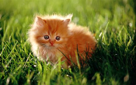 Persian Cat Wallpapers | Fun Animals Wiki, Videos, Pictures, Stories