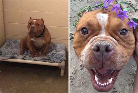 30 Photos Of Dogs Before & After Their Adoption That Will Melt Your ...