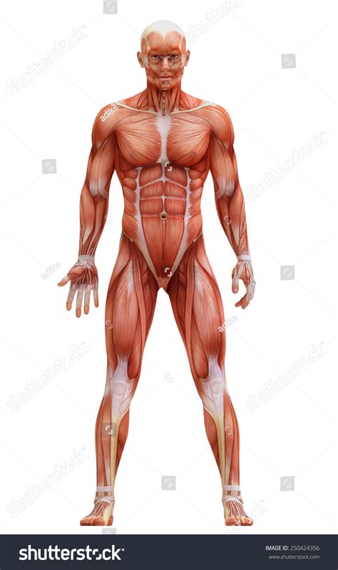 Anatomy Muscles Stock Illustration 250424356 - Shutterstock