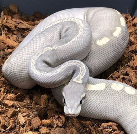 Alex Kenneth Reptiles on Instagram: “GHI Mojave Ghost 👻 Photo credit 📸 @alwaysevolvingpythons ...