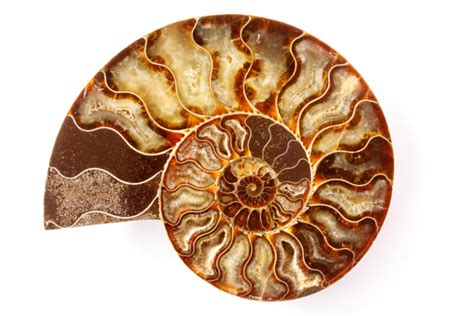 What Are Ammonite Fossils? A Brief Overview of The Intriguing World of ...