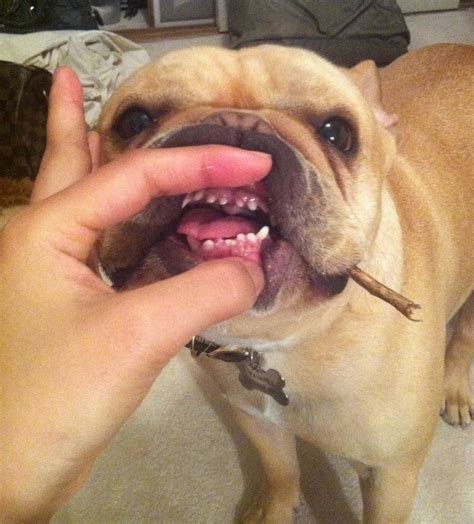 "Aaarrrrgh", Tiny French Bulldog Teeth. Funny Animal Pictures, Funny ...