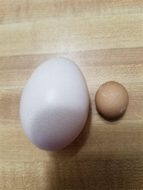 Silkie Egg Color