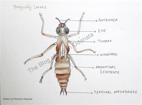 The Blog of Indian Odonata: Morphology & Anatomy