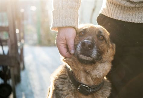 The Many Health Risks of Animal Hoarding | Discover Magazine