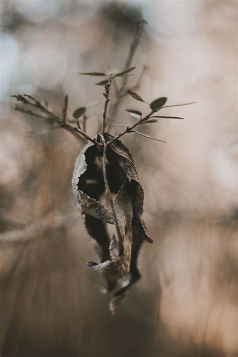Dead Leaf Digital Download Fine Art Photography - Etsy