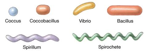 Characteristics Shape of Pathogenic Bacteria - microbeonline