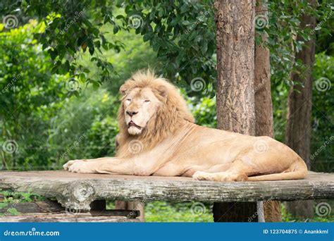 Male lion laying alone stock image. Image of rock, lioness - 123704875