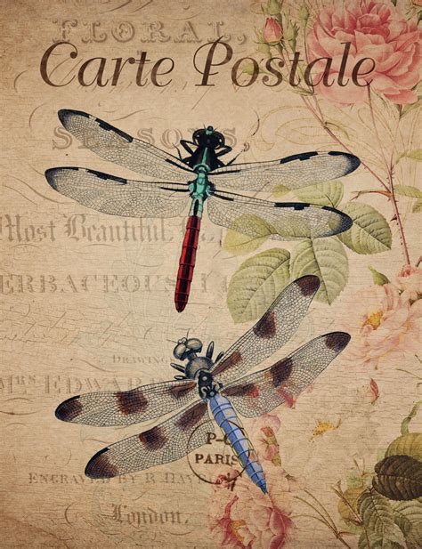 Vintage Dragonfly Floral Postcard Free Stock Photo - Public Domain Pictures