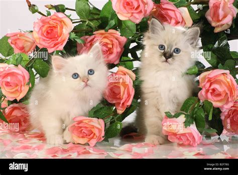 Sacred cat of Burma. Two kittens among pink roses Stock Photo - Alamy