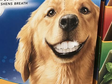 Dog with Human Teeth... | Human teeth, Dogs, Human