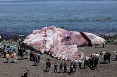 Viral Photo of a Giant Squid Found in California is Fake · Global Voices
