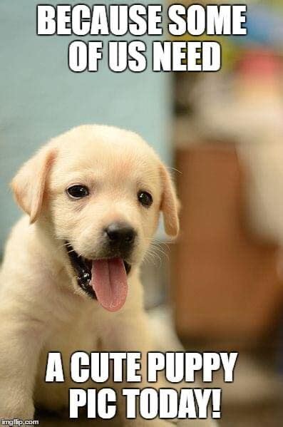 Pin by TwoGoneCoastal on My 2020 Diary | Puppies funny, Funny puppy memes, Puppy meme