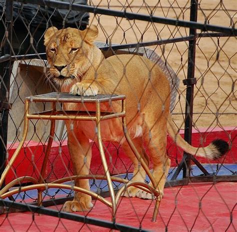 lion in circus - Wagbrag - Pet Wellness, Health, Rescue and Adoption