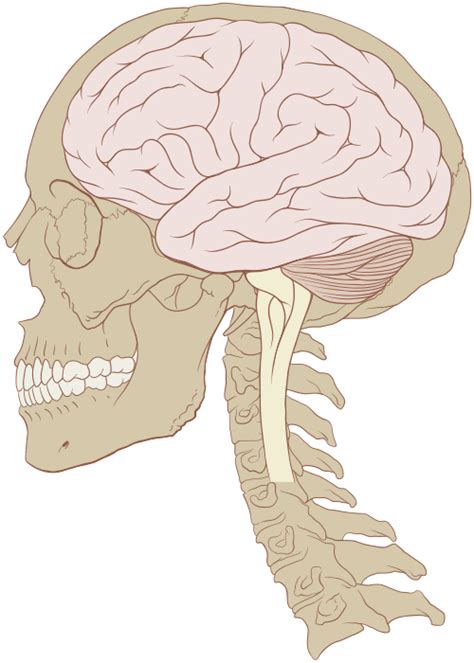 Human brain - Wikipedia