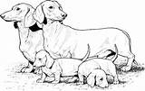 16 Best Dachshund Coloring Pages Images On Pinterest  Dachshund Dog sketch template