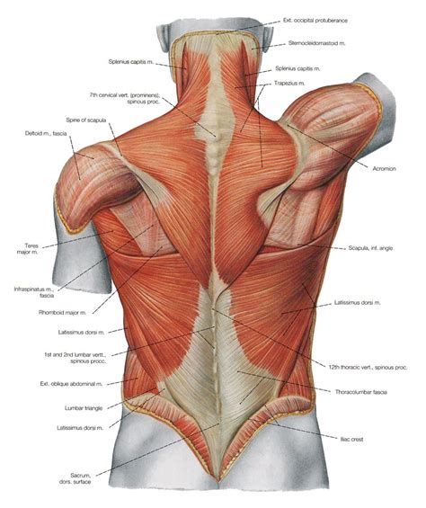 Lower Back Muscles Diagram - Human Anatomy Diagram | Lower back muscles anatomy, Body anatomy ...