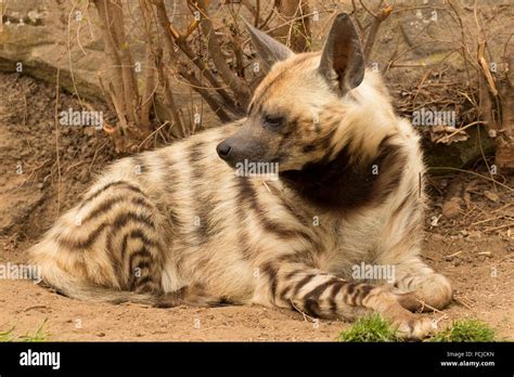 Striped hyena (Hyaena hyaena), Zoo Boise, Julia Davis Park, Boise ...