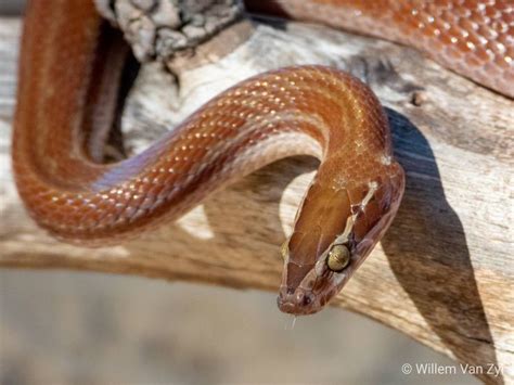 Brown House Snake (Boaedon capensis) from Parklands South Africa. Harmless. | Brown house, South ...